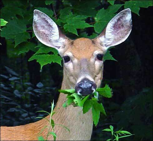 caprioara mea - animalutele mele1