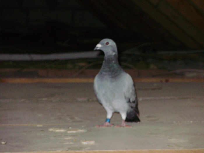 perduta la datorie - voiajori mei