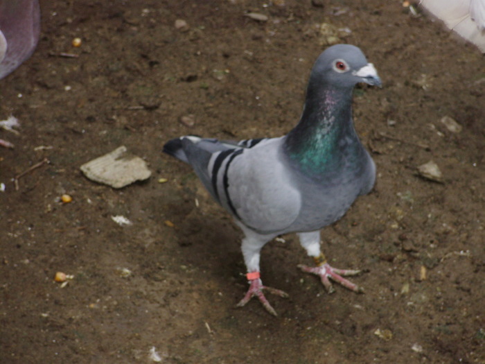 P5090746_01 - voiajori mei