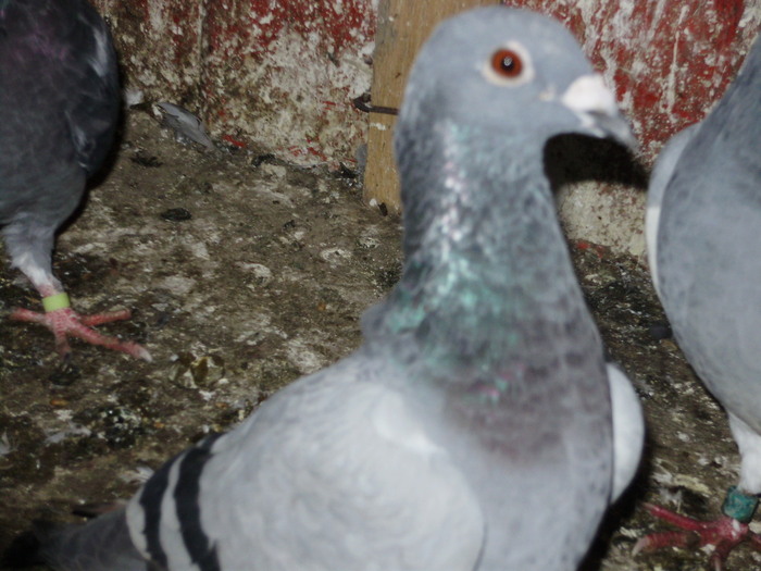 perduta - voiajori mei