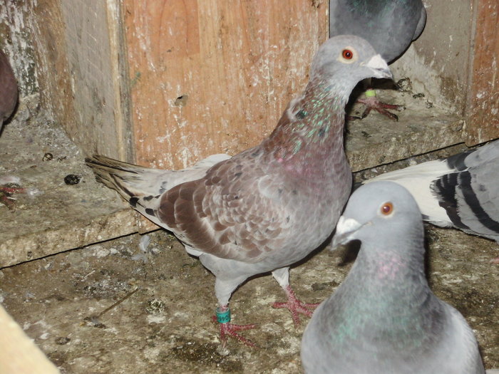 ros perdut - voiajori mei