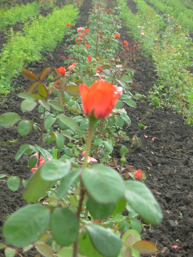 Holsteinperle - Trandafiri