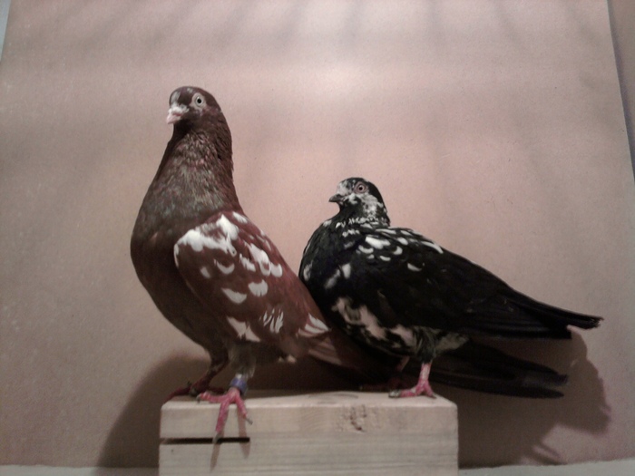 la fel - Poze noi 2010