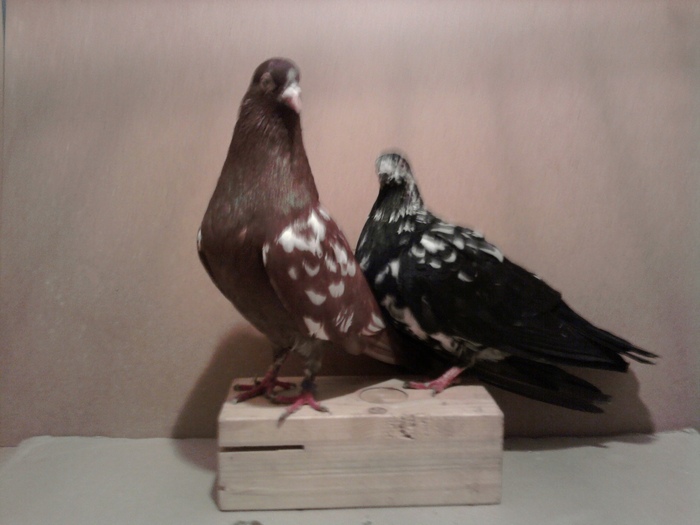 Fot?3966 - Poze noi 2010