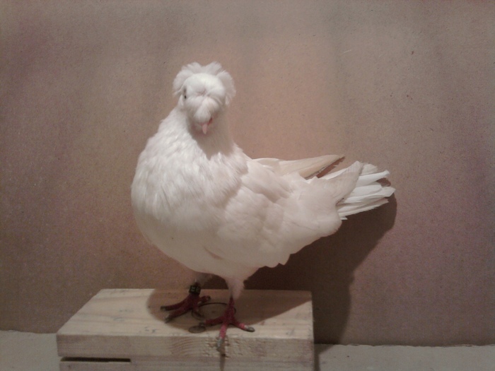 juc dublumotat de ardeal