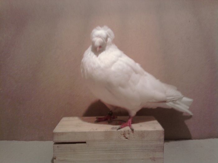 dublumotat cu mot perfect