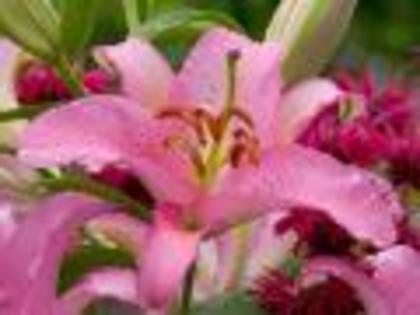 Flori Desktop Wallpapers Poze cu Flori Asiatic Lily - alege1