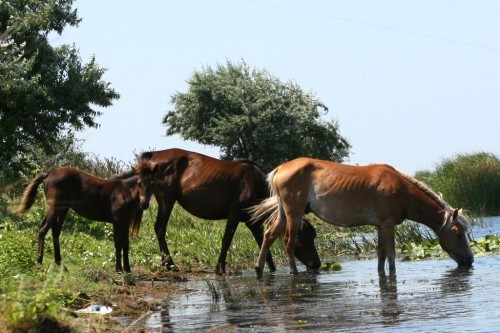 calutii lu mami beau apa - animalutele mele1