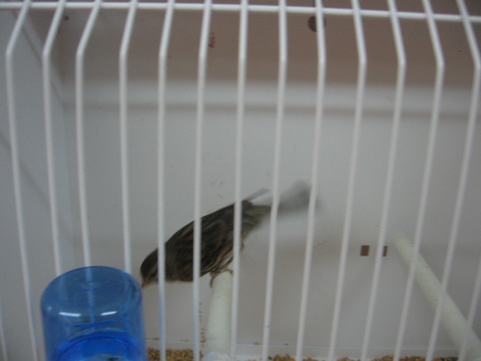 hibrid de canepar cu canar