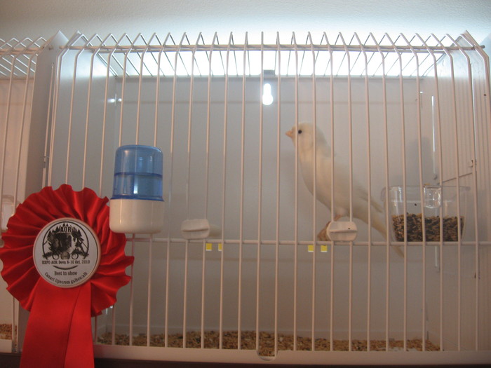 lipocrom alb recesiv(campion)