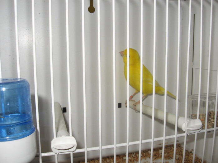 Canar lipocrom galben