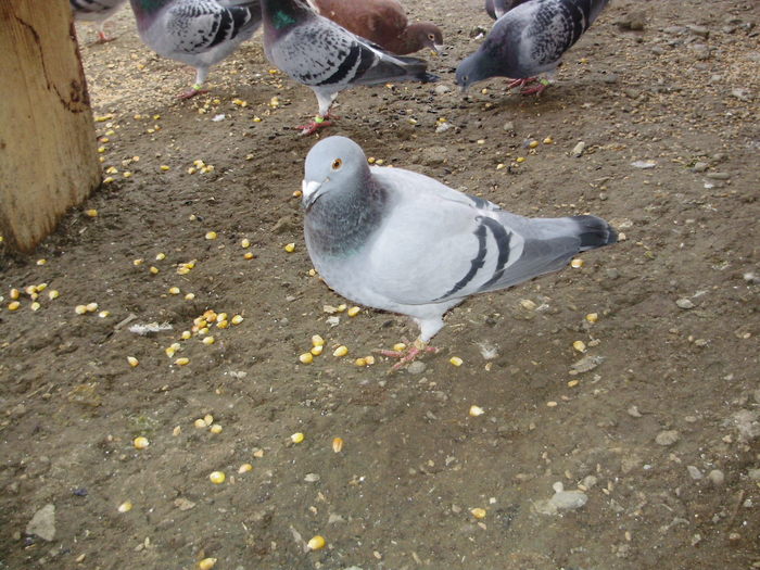 P5260825_01 - voiajori mei