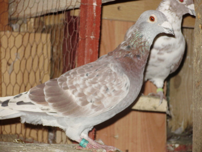 ros perdut - voiajori mei