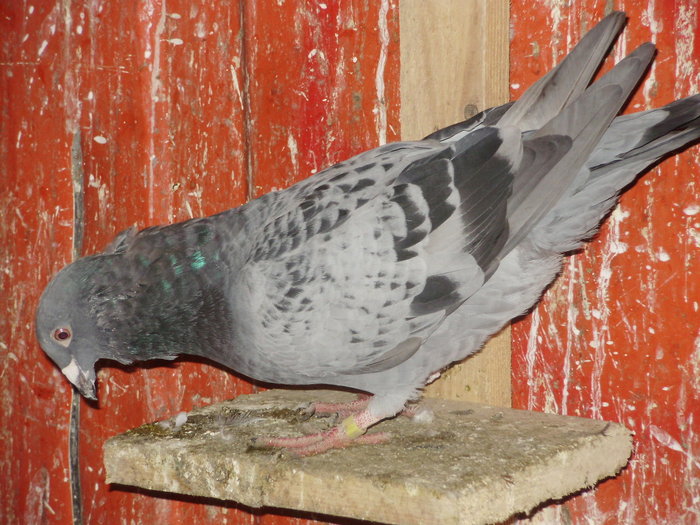 P5260829_01 - voiajori mei