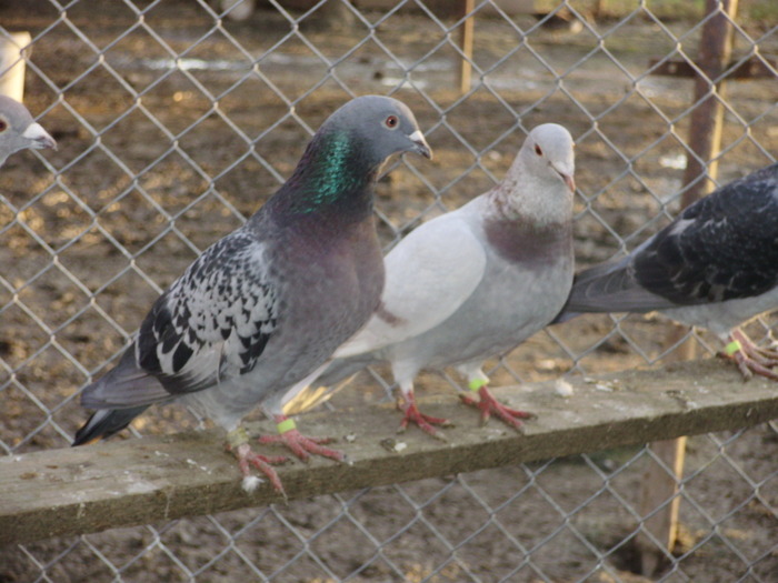 P5260832_01 - voiajori mei