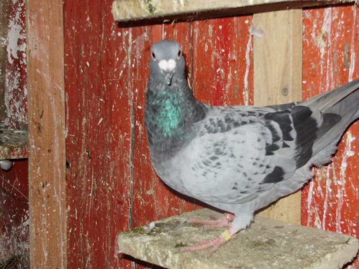 P5260842_01 - voiajori mei