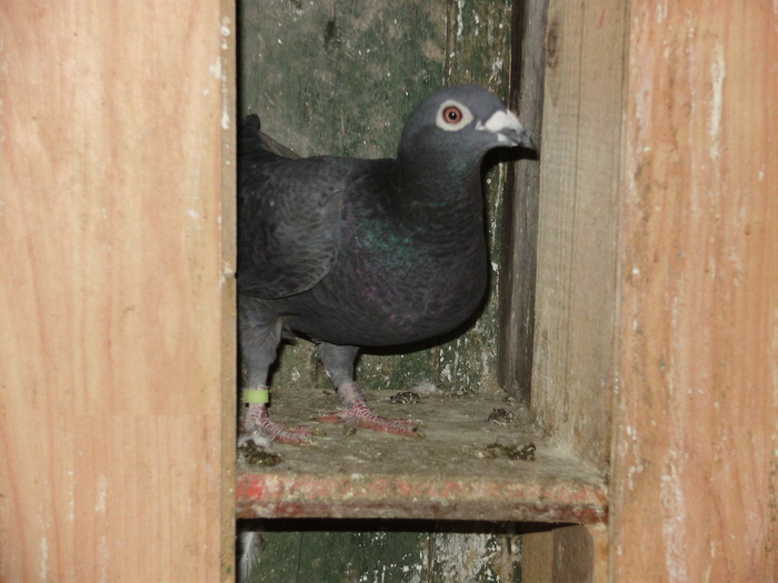 P5260843_01 - voiajori mei