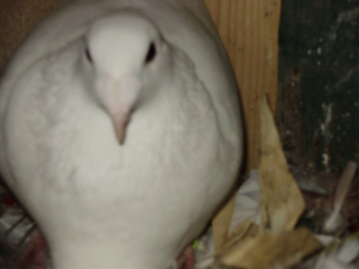 P5260846_01 - voiajori mei