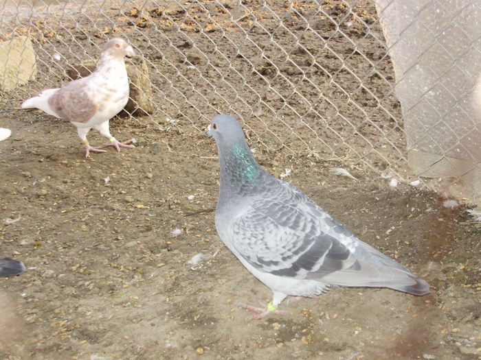 P5260849_01 - voiajori mei