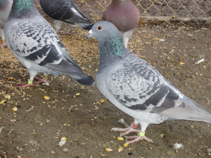 P5260850_01 - voiajori mei