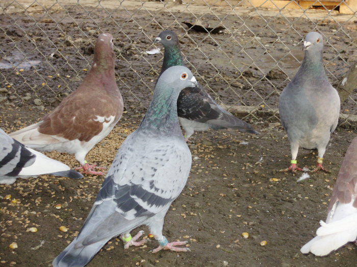 P5260854_01 - voiajori mei