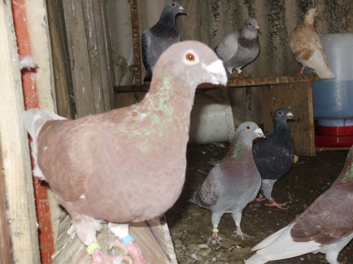 P5260855_01 - voiajori mei