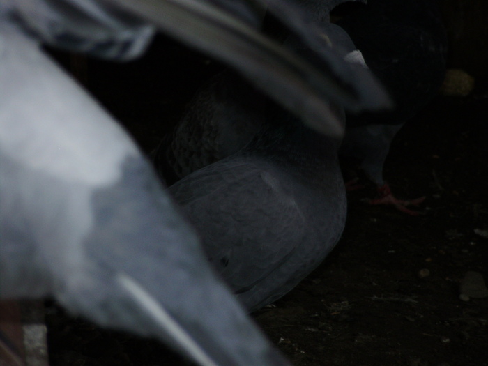 P5260856_01 - voiajori mei