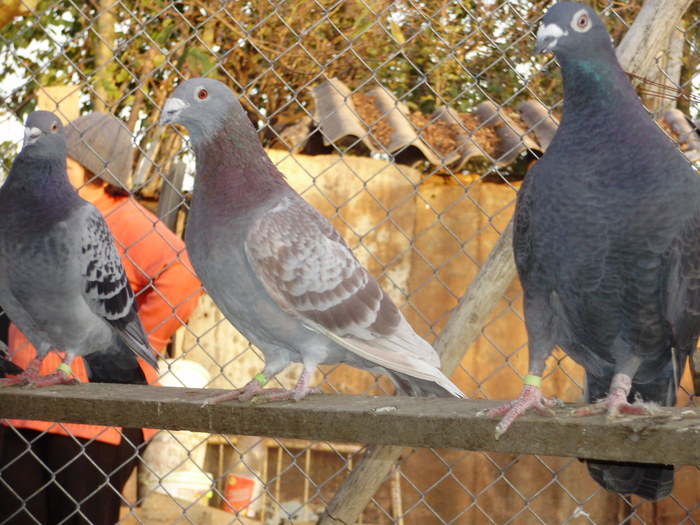 P5260858_01 - voiajori mei