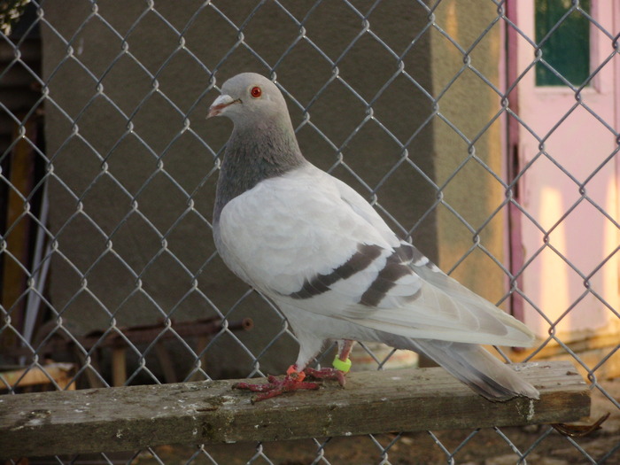 P5260868_01 - voiajori mei