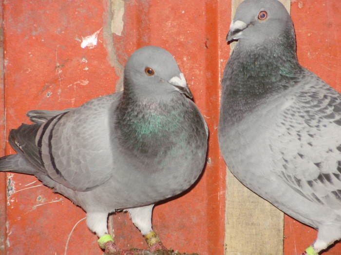 P5260871_01 - voiajori mei