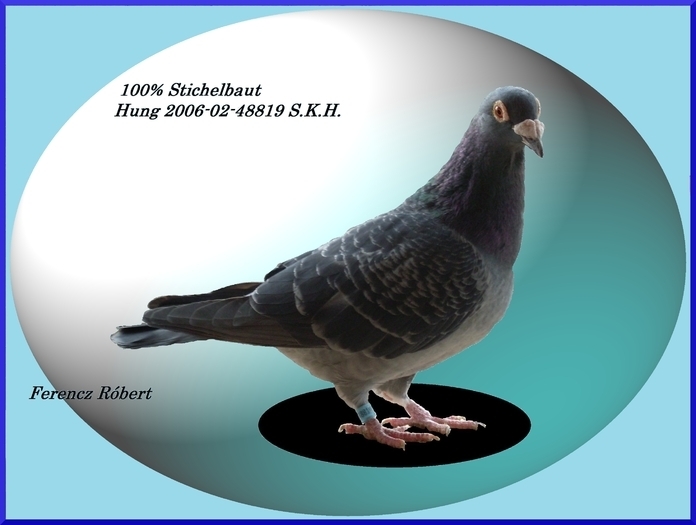 HU 2006-02-48819 SKH    100% Stichelbaut - Porumbei Voiajori