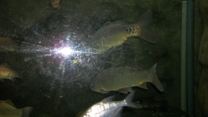 100_0671 - pt  iubitori de pesti