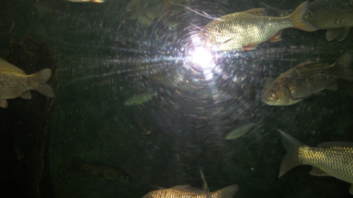 100_0674 - pt  iubitori de pesti