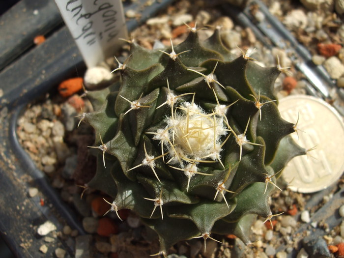DSCF5534