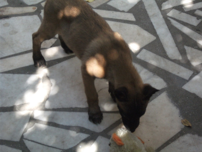 2010 puii luEMI 144 - Malinois pui