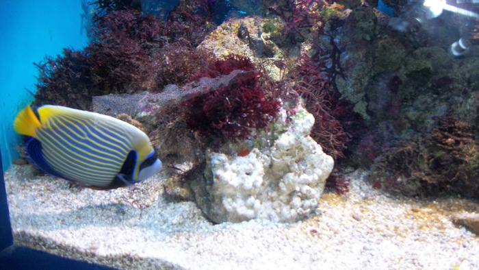 100_0711 - pt  iubitori de pesti