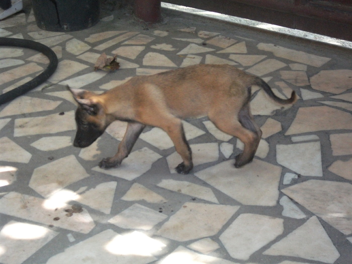 2010 puii luEMI 154 - Malinois pui