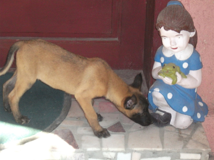 2010 puii luEMI 170 - Malinois pui