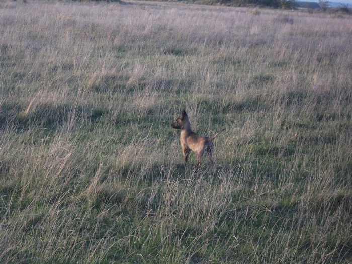 2010 puii luEMI 187 - Malinois pui