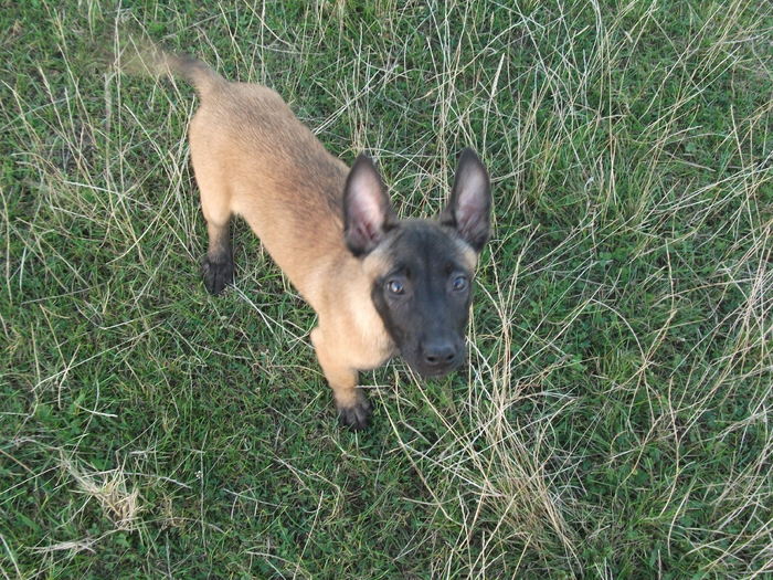 2010 puii luEMI 216 - Malinois pui