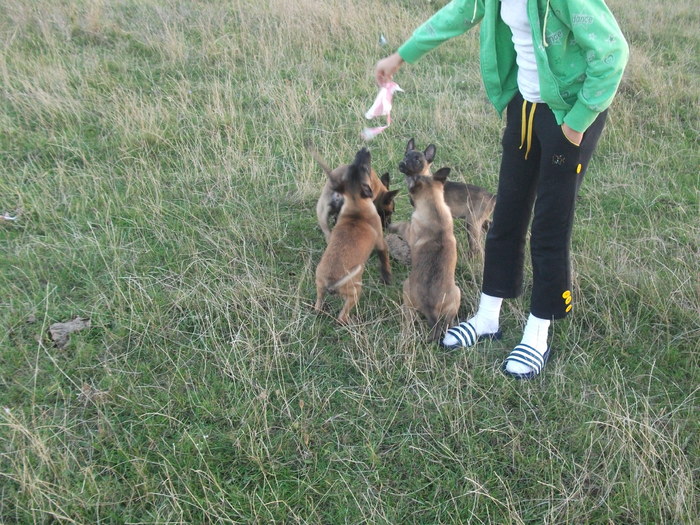 2010 puii luEMI 245 - Malinois pui