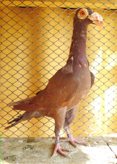07 - porumbei carieri - 2010
