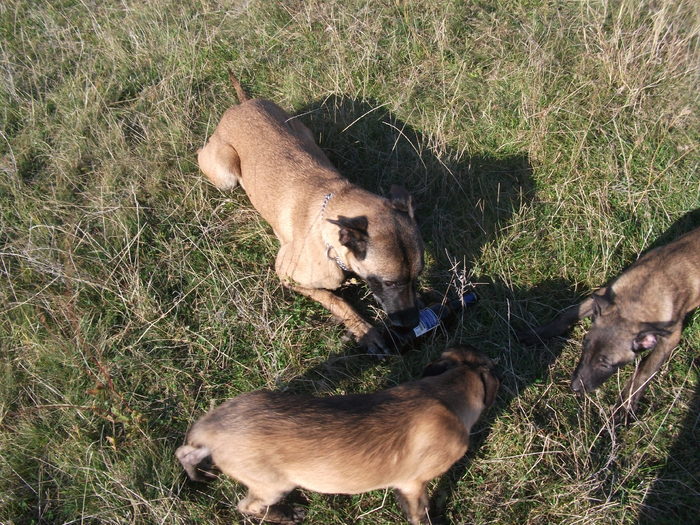 2010 puii luEMI 299 - Malinois pui