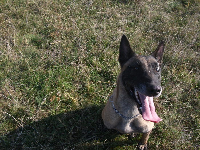 2010 puii luEMI 317 - Malinois pui