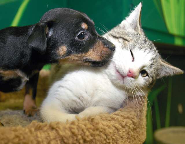 dogcat_animals____up_for_adoption - cadouU