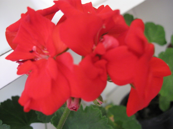 Muscata rosie clasica - Flori