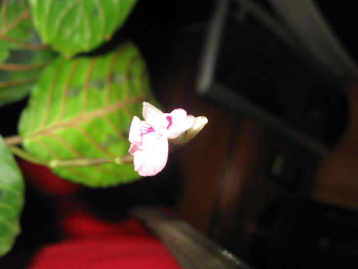 Floare maranta - Flori