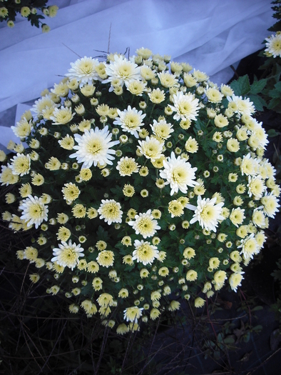 DSCF1433 7.10 - Crizanteme
