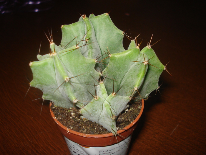 DSC06416 - cactusi 2010