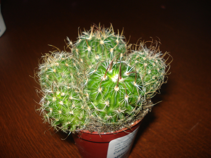 DSC06417 - cactusi 2010